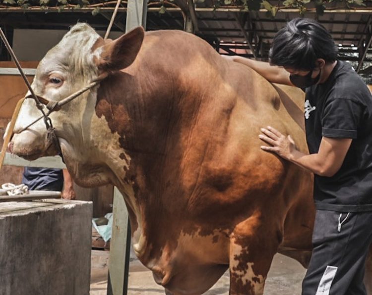 Atta Halilintar menyumbangkan hewan kurban sapi seberat 1,3 Ton.